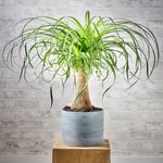 Casa si Gradina - Gradinarit si plante - Plante si ghivece - Plante in ghiveci - Planta Nolina beaucarnea, H 40 cm - Infinity.ro