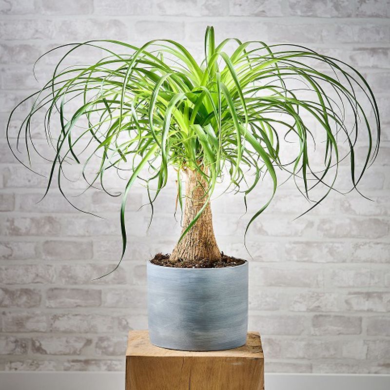 Casa si Gradina - Gradinarit si plante - Plante si ghivece - Plante in ghiveci - Planta Nolina beaucarnea, H 40 cm - Infinity.ro