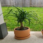 Casa si Gradina - Gradinarit si plante - Plante si ghivece - Plante in ghiveci - Planta Nolina beaucarnea, H 40 cm - Infinity.ro