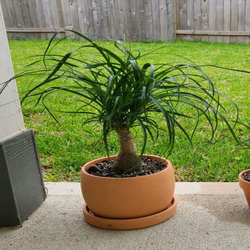 Casa si Gradina - Gradinarit si plante - Plante si ghivece - Plante in ghiveci - Planta Nolina beaucarnea, H 40 cm - Infinity.ro