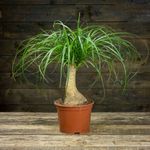 Casa si Gradina - Gradinarit si plante - Plante si ghivece - Plante in ghiveci - Planta Nolina beaucarnea, H 40 cm - Infinity.ro