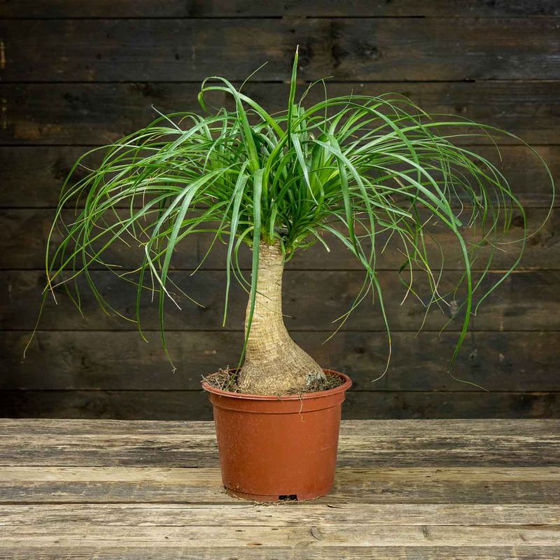 Casa si Gradina - Gradinarit si plante - Plante si ghivece - Plante in ghiveci - Planta Nolina beaucarnea, H 40 cm - Infinity.ro