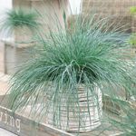 Casa si Gradina - Gradinarit si plante - Plante si ghivece - Plante in ghiveci - Festuca Glauca, Iarba Albastra H 30 cm - Infinity.ro