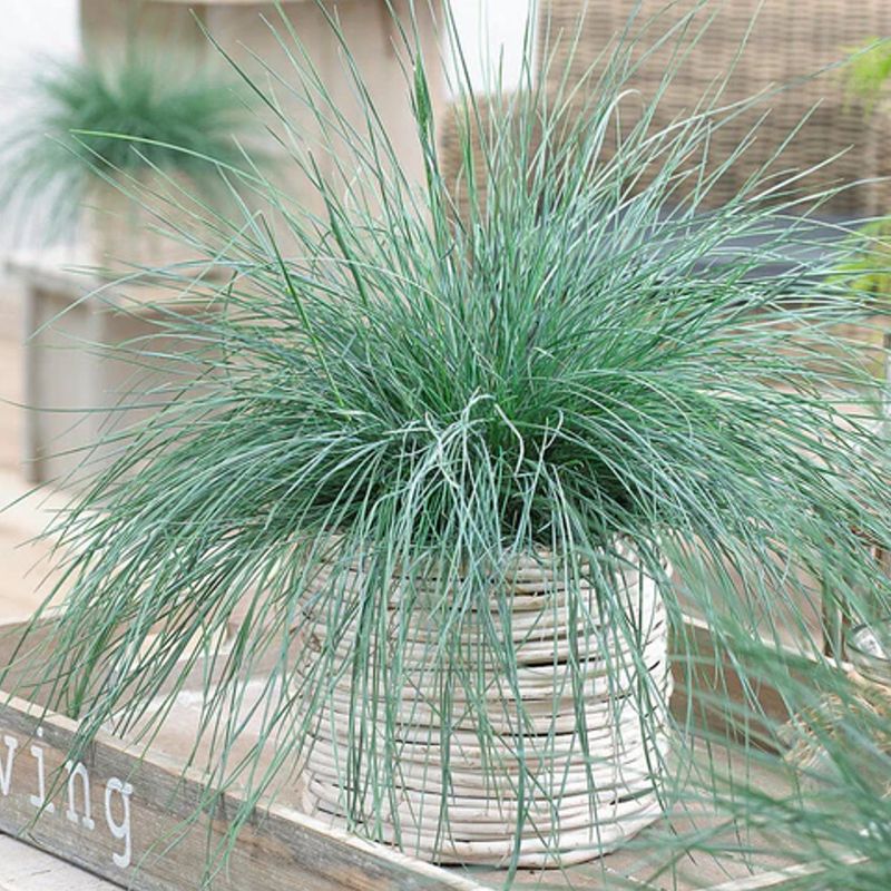 Casa si Gradina - Gradinarit si plante - Plante si ghivece - Plante in ghiveci - Festuca Glauca, Iarba Albastra H 30 cm - Infinity.ro
