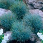 Casa si Gradina - Gradinarit si plante - Plante si ghivece - Plante in ghiveci - Festuca Glauca, Iarba Albastra H 30 cm - Infinity.ro