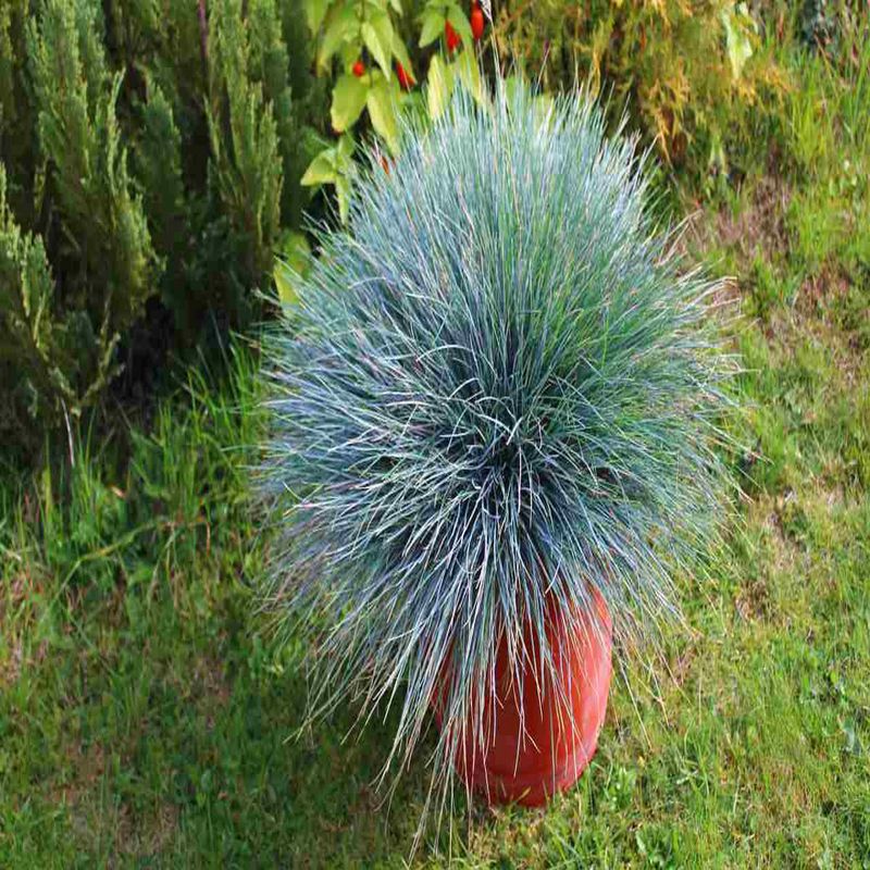 Casa si Gradina - Gradinarit si plante - Plante si ghivece - Plante in ghiveci - Festuca Glauca, Iarba Albastra H 30 cm - Infinity.ro