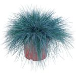 Casa si Gradina - Gradinarit si plante - Plante si ghivece - Plante in ghiveci - Festuca Glauca, Iarba Albastra H 30 cm - Infinity.ro