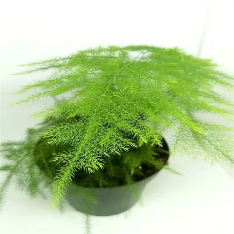 Casa si Gradina - Gradinarit si plante - Plante si ghivece - Plante in ghiveci - Asparagus Setaceus agat, H 50 cm - Infinity.ro
