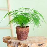Casa si Gradina - Gradinarit si plante - Plante si ghivece - Plante in ghiveci - Asparagus Setaceus agat, H 50 cm - Infinity.ro