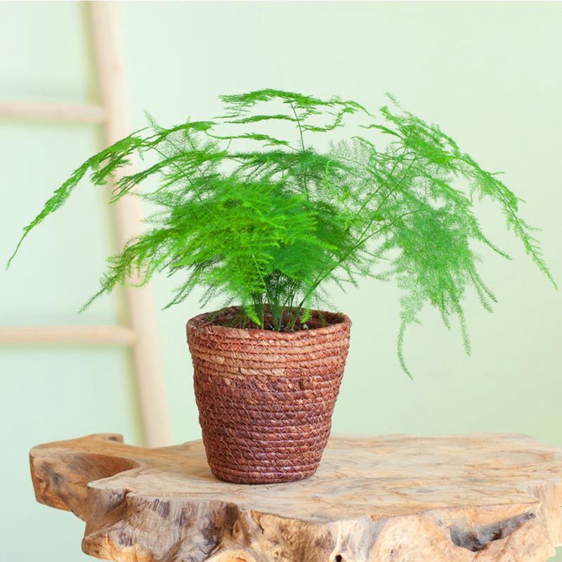 Casa si Gradina - Gradinarit si plante - Plante si ghivece - Plante in ghiveci - Asparagus Setaceus agat, H 50 cm - Infinity.ro