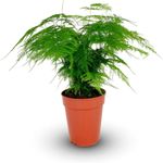 Casa si Gradina - Gradinarit si plante - Plante si ghivece - Plante in ghiveci - Asparagus Setaceus agat, H 50 cm - Infinity.ro