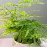 Casa si Gradina - Gradinarit si plante - Plante si ghivece - Plante in ghiveci - Asparagus Setaceus agat, H 50 cm - Infinity.ro