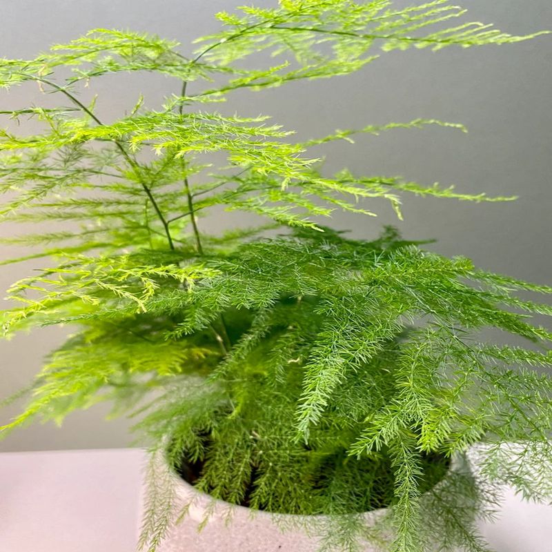 Casa si Gradina - Gradinarit si plante - Plante si ghivece - Plante in ghiveci - Asparagus Setaceus agat, H 50 cm - Infinity.ro