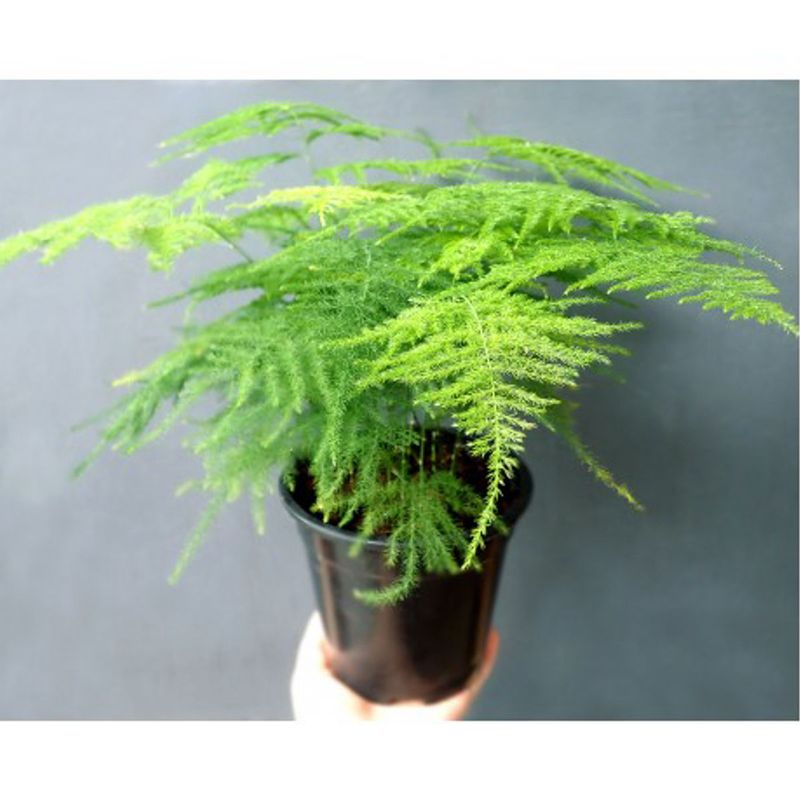 Casa si Gradina - Gradinarit si plante - Plante si ghivece - Plante in ghiveci - Asparagus Setaceus agat, H 50 cm - Infinity.ro