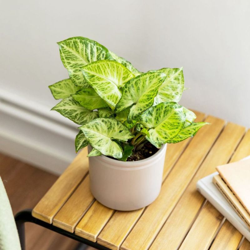 Casa si Gradina - Gradinarit si plante - Plante si ghivece - Plante in ghiveci - Planta Syngonium podophyllum, H 30-45 cm - Infinity.ro