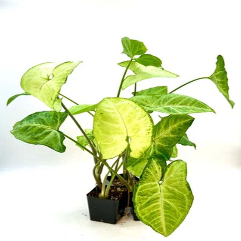 Casa si Gradina - Gradinarit si plante - Plante si ghivece - Plante in ghiveci - Planta Syngonium podophyllum, H 30-45 cm - Infinity.ro