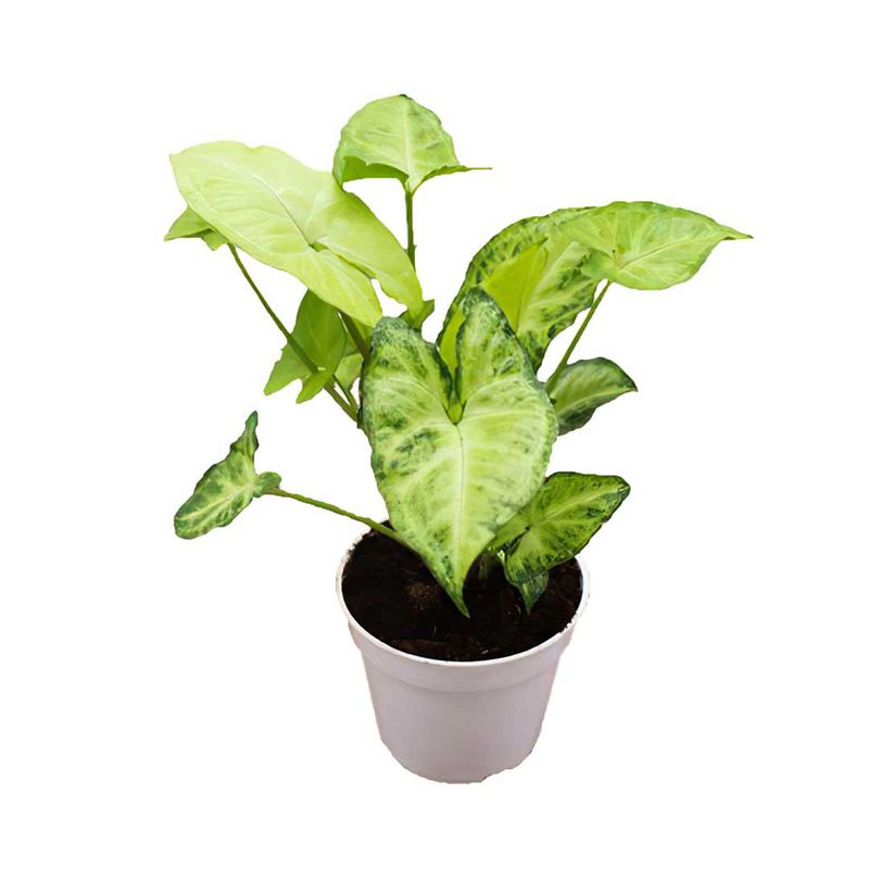 Casa si Gradina - Gradinarit si plante - Plante si ghivece - Plante in ghiveci - Planta Syngonium podophyllum, H 30-45 cm - Infinity.ro