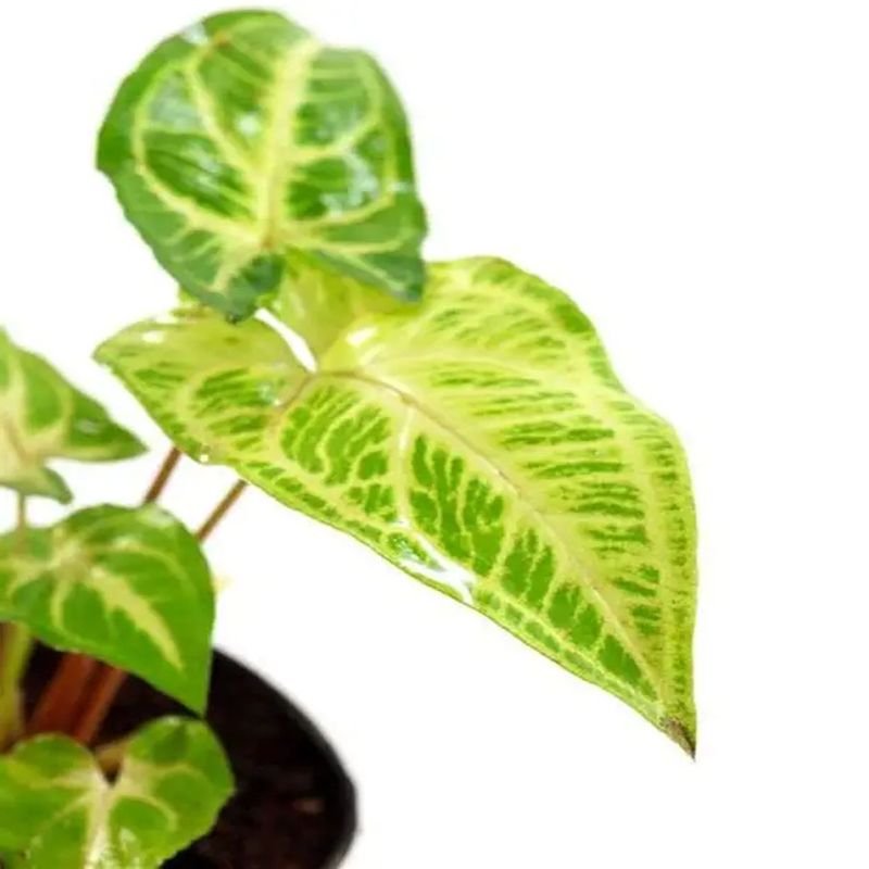 Casa si Gradina - Gradinarit si plante - Plante si ghivece - Plante in ghiveci - Planta Syngonium podophyllum, H 30-45 cm - Infinity.ro