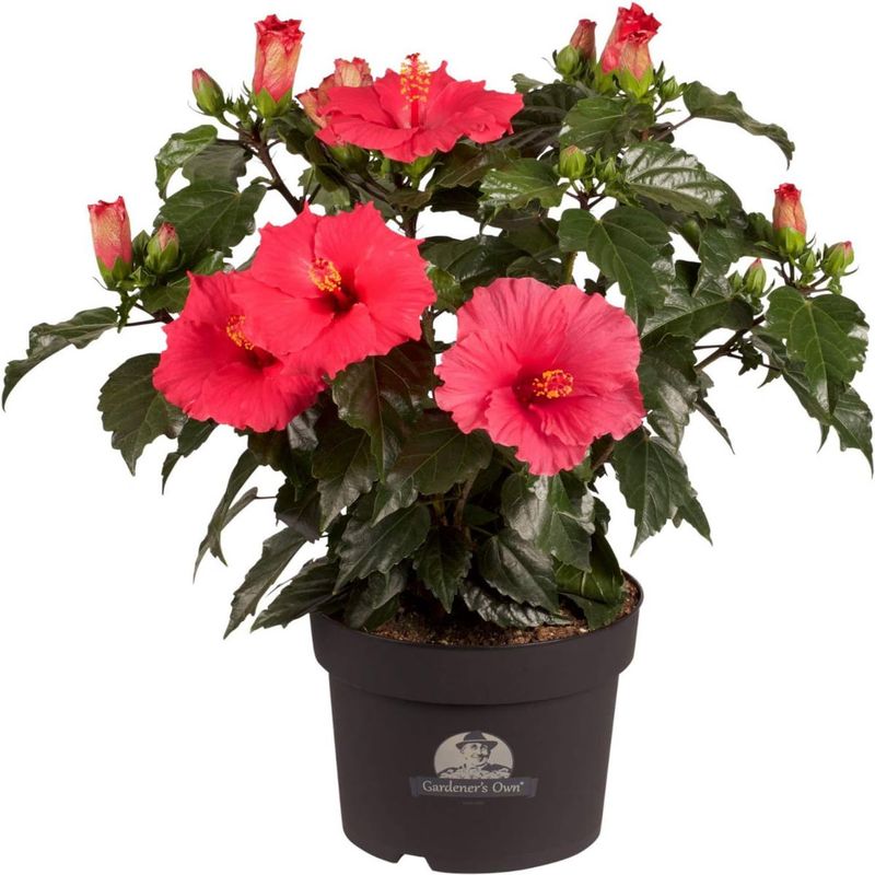 Casa si Gradina - Gradinarit si plante - Plante si ghivece - Plante in ghiveci - Hibiscus mix, H 40 cm - Infinity.ro