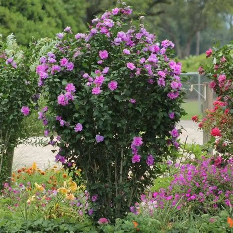 Casa si Gradina - Gradinarit si plante - Plante si ghivece - Plante in ghiveci - Hibiscus mix, H 40 cm - Infinity.ro
