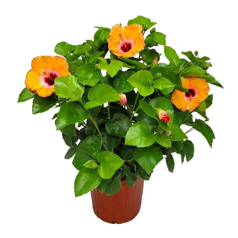 Casa si Gradina - Gradinarit si plante - Plante si ghivece - Plante in ghiveci - Hibiscus mix, H 40 cm - Infinity.ro