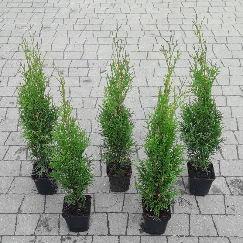 Casa si Gradina - Gradinarit si plante - Plante si ghivece - Pomi,arbusti si butasi - Set de 10 bucati Tuia Smaragd inaltime de 30 - 35 cm - Infinity.ro