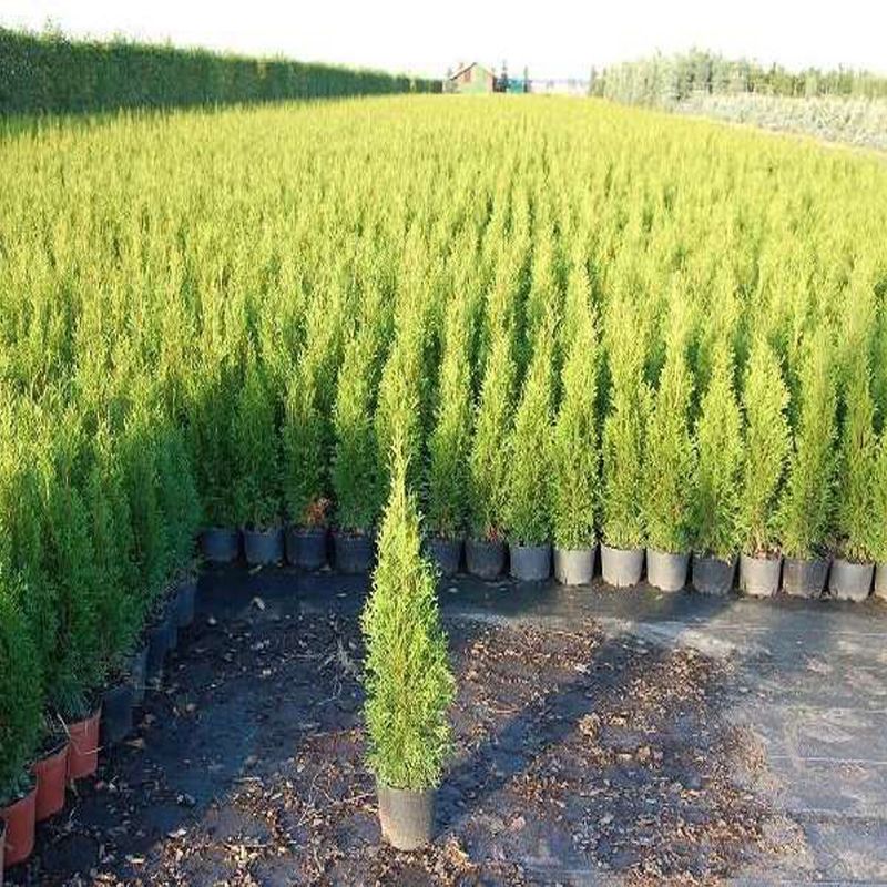 Casa si Gradina - Gradinarit si plante - Plante si ghivece - Pomi,arbusti si butasi - Set de 10 bucati Tuia Smaragd inaltime de 30 - 35 cm - Infinity.ro