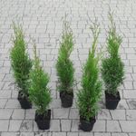 Casa si Gradina - Gradinarit si plante - Plante si ghivece - Pomi,arbusti si butasi - Set de 30 bucati Tuia Smaragd inaltime de 35 - 40 cm - Infinity.ro
