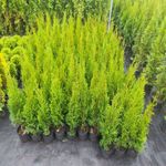 Casa si Gradina - Gradinarit si plante - Plante si ghivece - Pomi,arbusti si butasi - Set de 30 bucati Tuia Smaragd inaltime de 35 - 40 cm - Infinity.ro