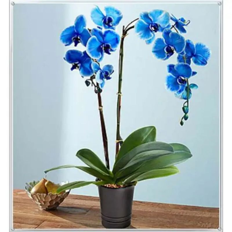 Casa si Gradina - Gradinarit si plante - Plante si ghivece - Plante in ghiveci - Planta naturala de interior Orhidee albastra, cu flori dimensiune 60-80 cm - Infinity.ro