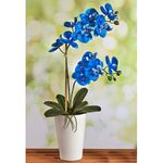 Casa si Gradina - Gradinarit si plante - Plante si ghivece - Plante in ghiveci - Planta naturala de interior Orhidee albastra, cu flori dimensiune 60-80 cm - Infinity.ro