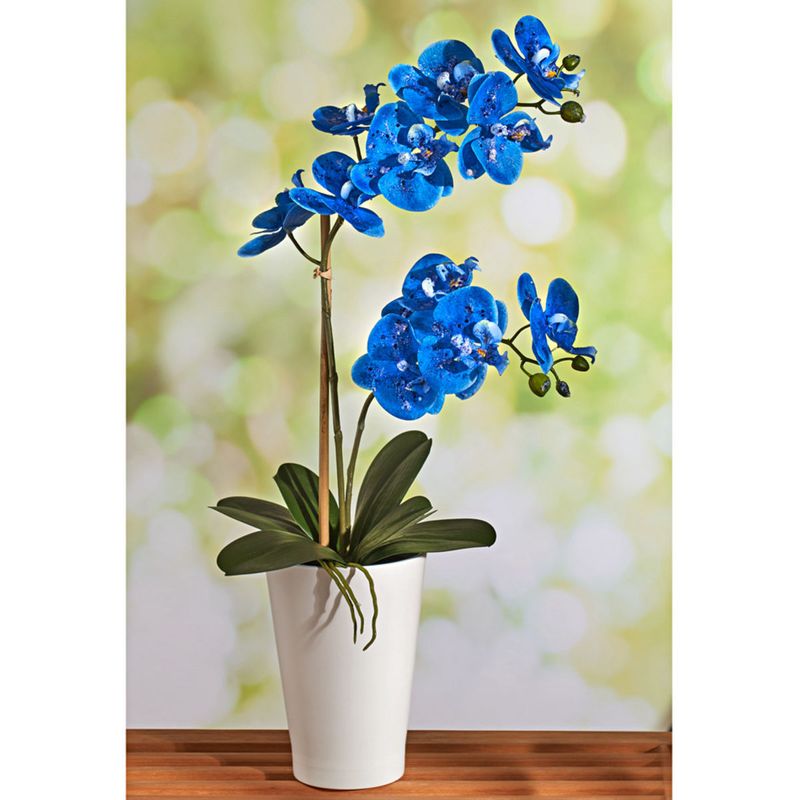 Casa si Gradina - Gradinarit si plante - Plante si ghivece - Plante in ghiveci - Planta naturala de interior Orhidee albastra, cu flori dimensiune 60-80 cm - Infinity.ro