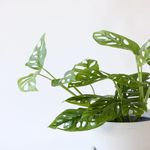 Casa si Gradina - Gradinarit si plante - Plante si ghivece - Plante in ghiveci - Planta Monstera Obliqua Peru, H 40 cm - Infinity.ro