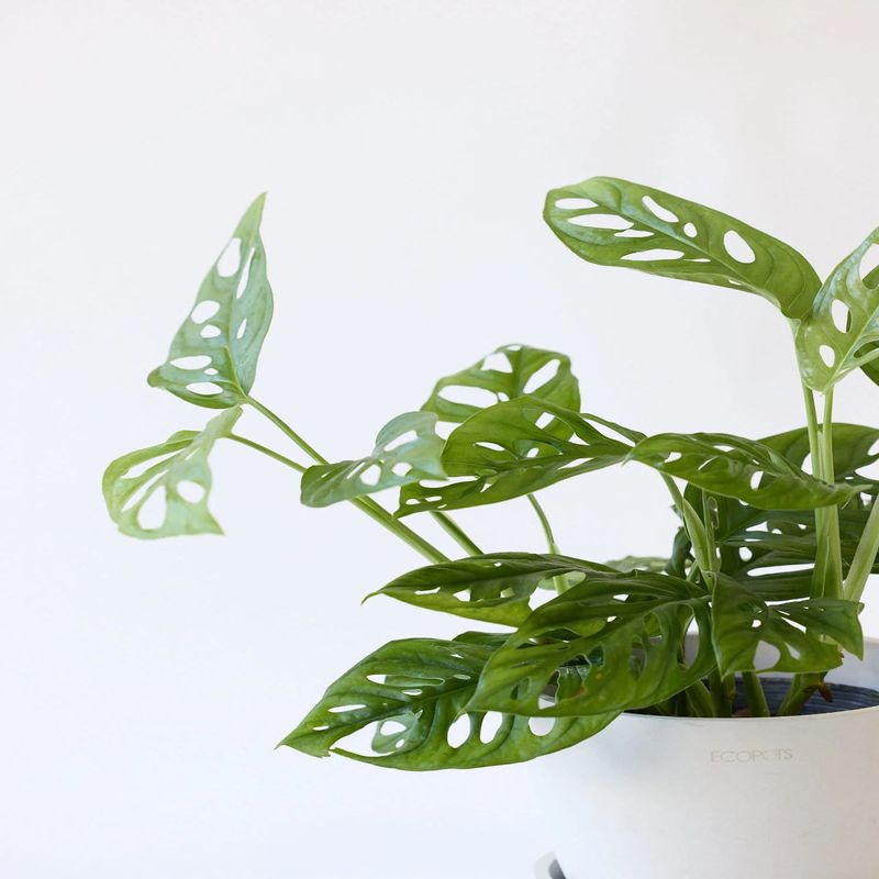 Casa si Gradina - Gradinarit si plante - Plante si ghivece - Plante in ghiveci - Planta Monstera Obliqua Peru, H 40 cm - Infinity.ro