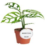 Casa si Gradina - Gradinarit si plante - Plante si ghivece - Plante in ghiveci - Planta Monstera Obliqua Peru, H 40 cm - Infinity.ro