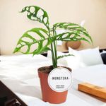 Casa si Gradina - Gradinarit si plante - Plante si ghivece - Plante in ghiveci - Planta Monstera Obliqua Peru, H 40 cm - Infinity.ro