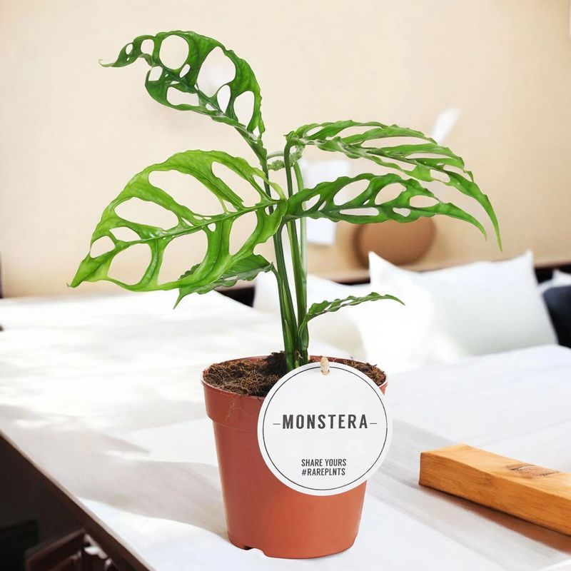 Casa si Gradina - Gradinarit si plante - Plante si ghivece - Plante in ghiveci - Planta Monstera Obliqua Peru, H 40 cm - Infinity.ro