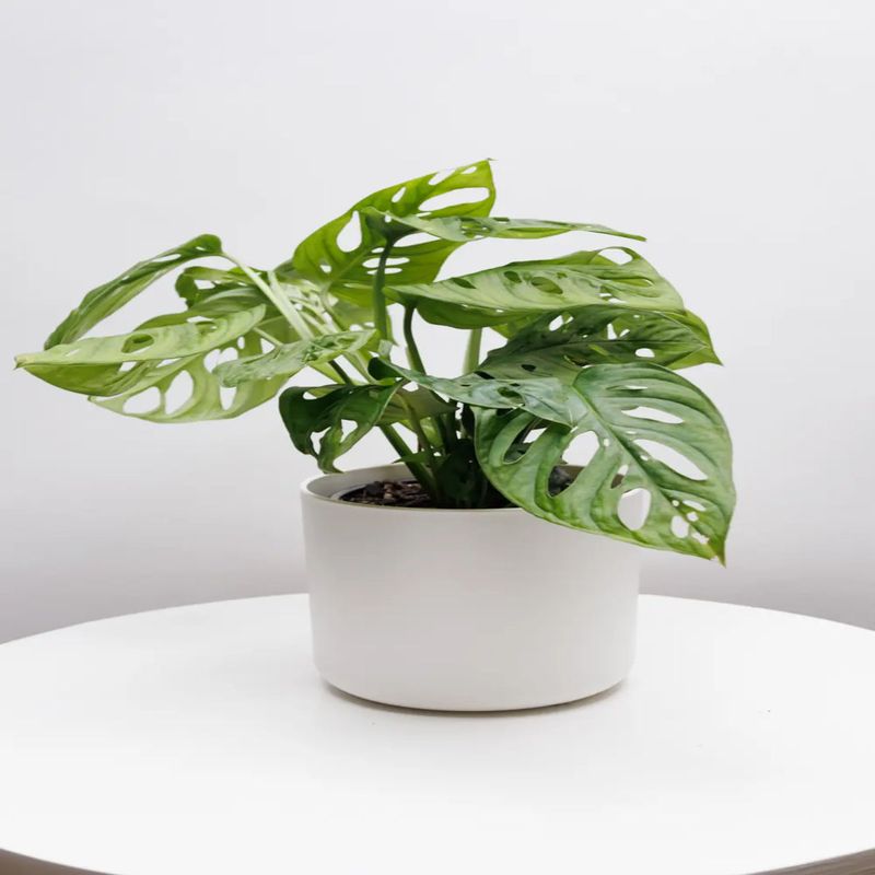Casa si Gradina - Gradinarit si plante - Plante si ghivece - Plante in ghiveci - Planta Monstera Obliqua Peru, H 40 cm - Infinity.ro