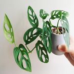 Casa si Gradina - Gradinarit si plante - Plante si ghivece - Plante in ghiveci - Planta Monstera Obliqua Peru, H 40 cm - Infinity.ro