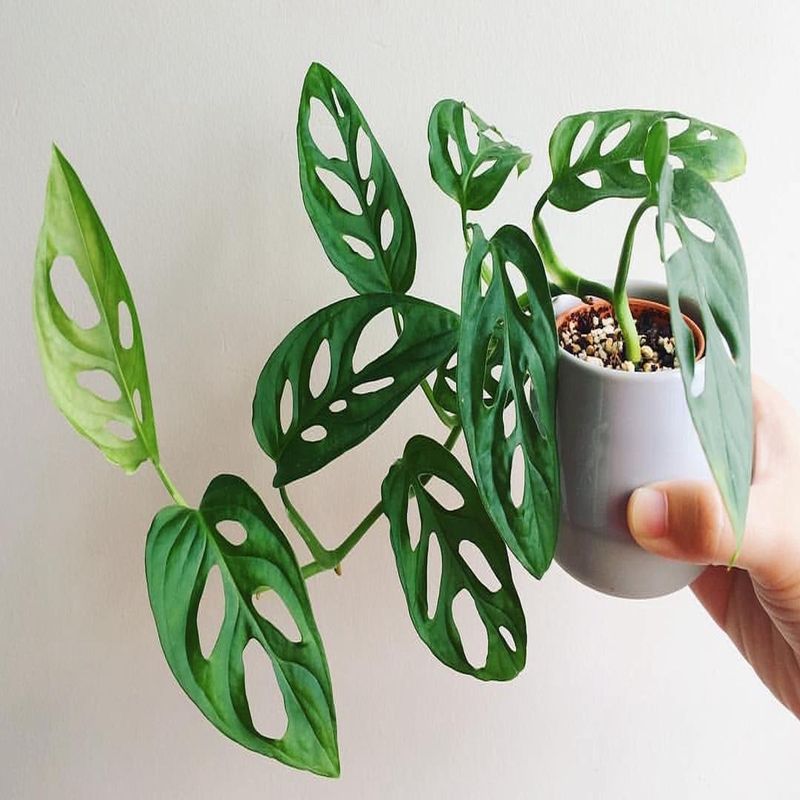 Casa si Gradina - Gradinarit si plante - Plante si ghivece - Plante in ghiveci - Planta Monstera Obliqua Peru, H 40 cm - Infinity.ro