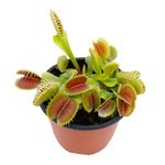 Casa si Gradina - Gradinarit si plante - Plante si ghivece - Plante in ghiveci - Dionea Carnivoră, Planta fascinantă care prinde insecte - Infinity.ro