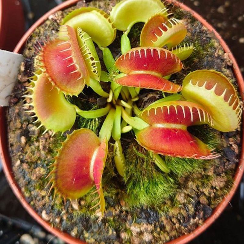Casa si Gradina - Gradinarit si plante - Plante si ghivece - Plante in ghiveci - Dionea Carnivoră, Planta fascinantă care prinde insecte - Infinity.ro