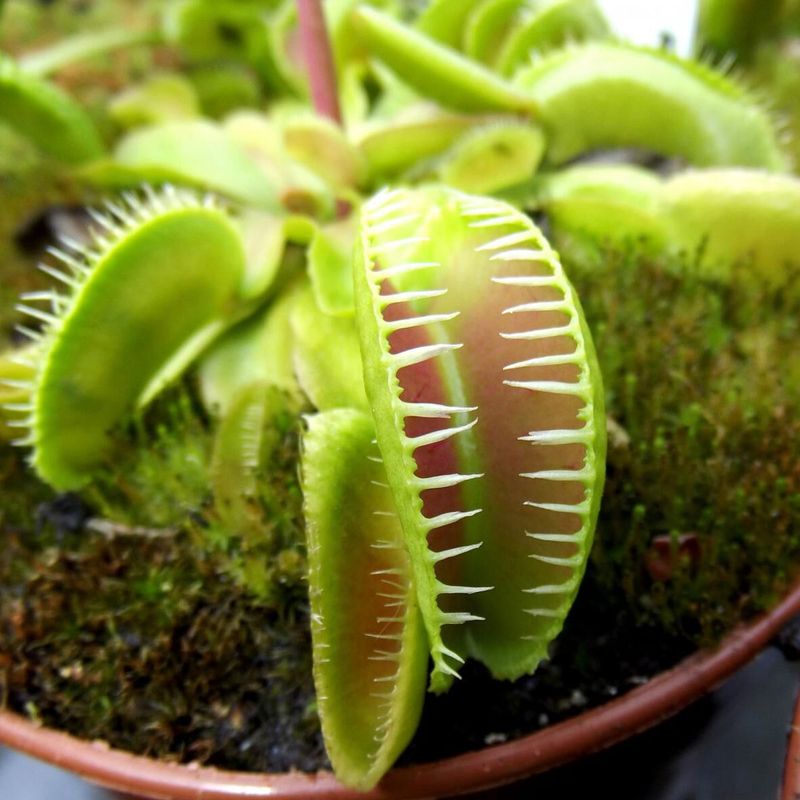 Casa si Gradina - Gradinarit si plante - Plante si ghivece - Plante in ghiveci - Dionea Carnivoră, Planta fascinantă care prinde insecte - Infinity.ro