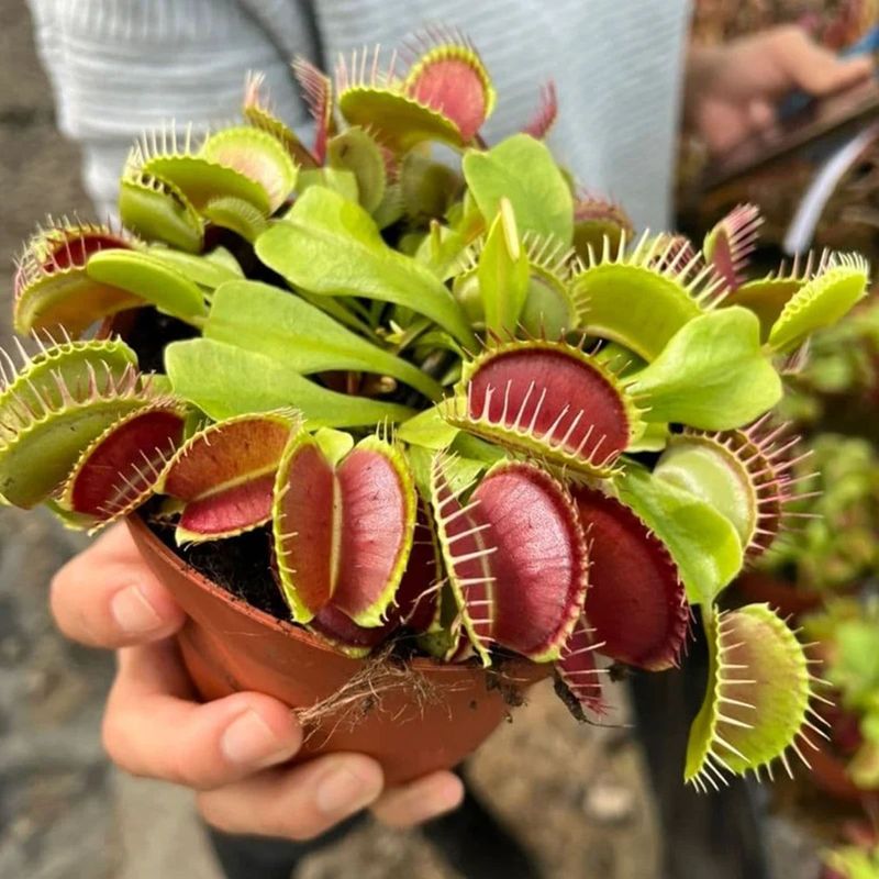 Casa si Gradina - Gradinarit si plante - Plante si ghivece - Plante in ghiveci - Dionea Carnivoră, Planta fascinantă care prinde insecte - Infinity.ro