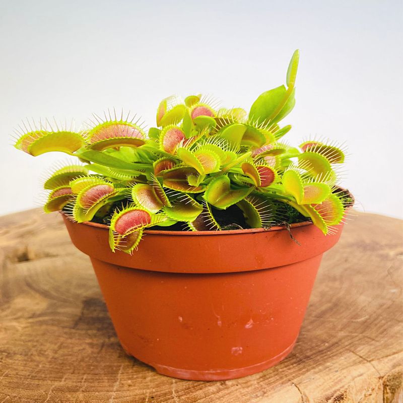 Casa si Gradina - Gradinarit si plante - Plante si ghivece - Plante in ghiveci - Dionea Carnivoră, Planta fascinantă care prinde insecte - Infinity.ro