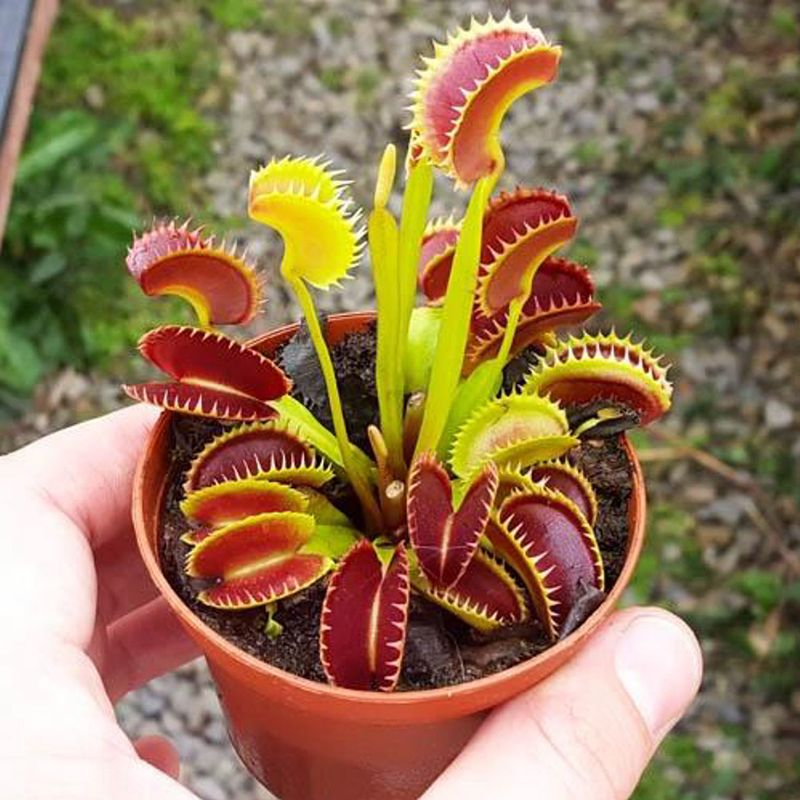 Casa si Gradina - Gradinarit si plante - Plante si ghivece - Plante in ghiveci - Dionea Carnivoră, Planta fascinantă care prinde insecte - Infinity.ro