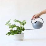 Casa si Gradina - Gradinarit si plante - Plante si ghivece - Plante in ghiveci - Planta Monstera Obliqua Peru, H 40 cm - Infinity.ro