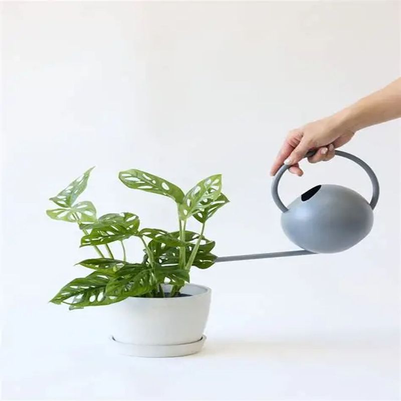 Casa si Gradina - Gradinarit si plante - Plante si ghivece - Plante in ghiveci - Planta Monstera Obliqua Peru, H 40 cm - Infinity.ro