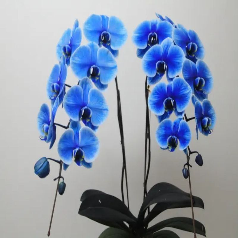 Casa si Gradina - Gradinarit si plante - Plante si ghivece - Plante in ghiveci - Planta naturala de interior Orhidee albastra, cu flori dimensiune 60-80 cm - Infinity.ro