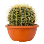 Casa si Gradina - Gradinarit si plante - Plante si ghivece - Plante in ghiveci - Cactus echidocactus grusonii, H 25-33 cm - Infinity.ro